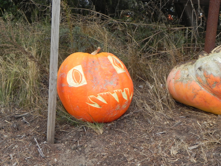 Whats Happening, Nipomo Pumpkin Patch best carving idea